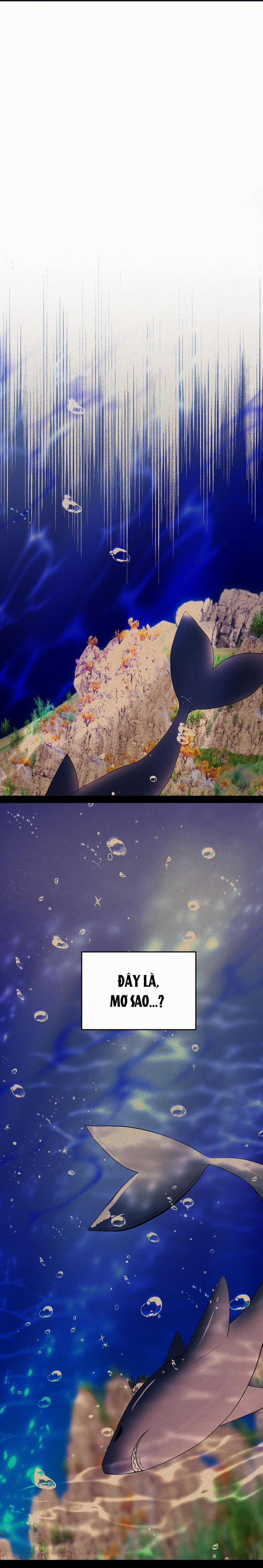 CÁ MẬP VÀ CÔ DÂU THỎ 26 trang 0