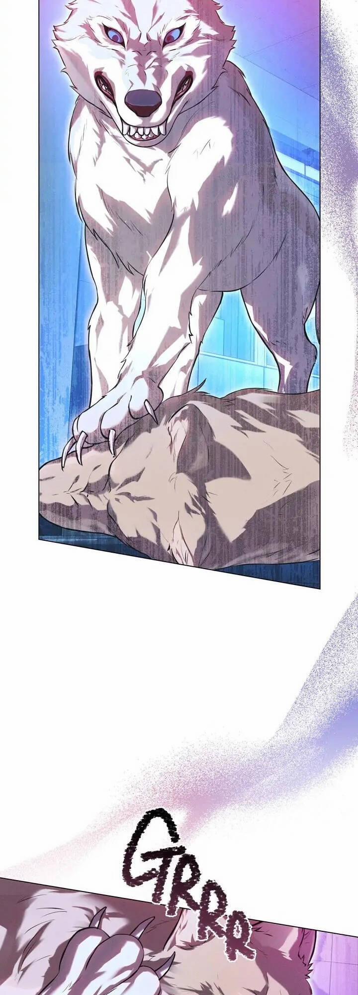 Chàng Người Sói Phát Điên Vì Tôi 14 trang 12