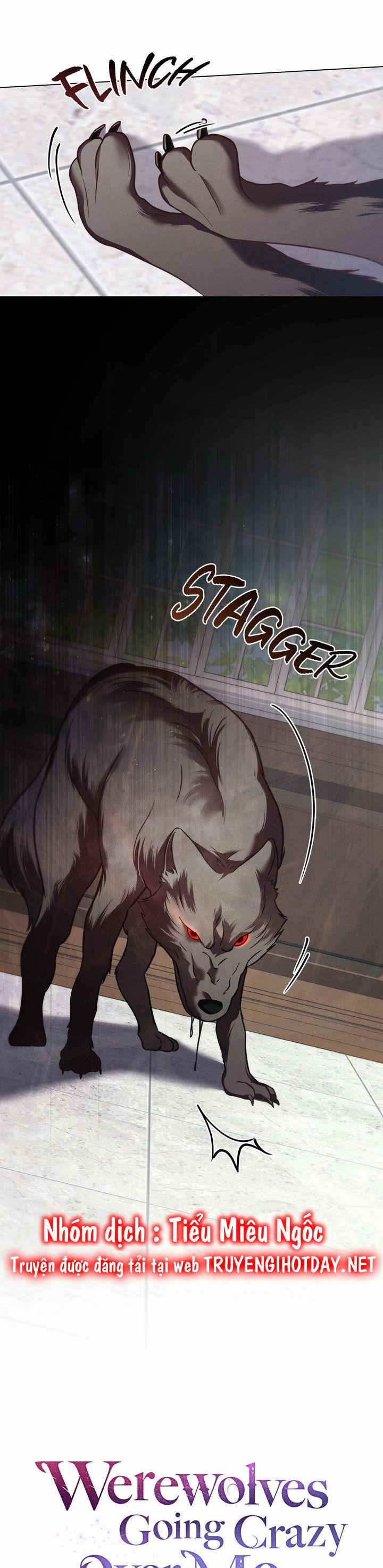 Chàng Người Sói Phát Điên Vì Tôi 37 trang 10