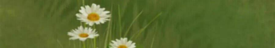 Chí Tôn Trời Hoang 64 trang 35