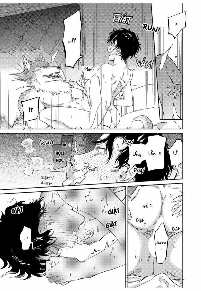 Chìm Đắm Trong Tình Yêu Mãnh Liệt Với Anh Chàng Người Sói 13 trang 2