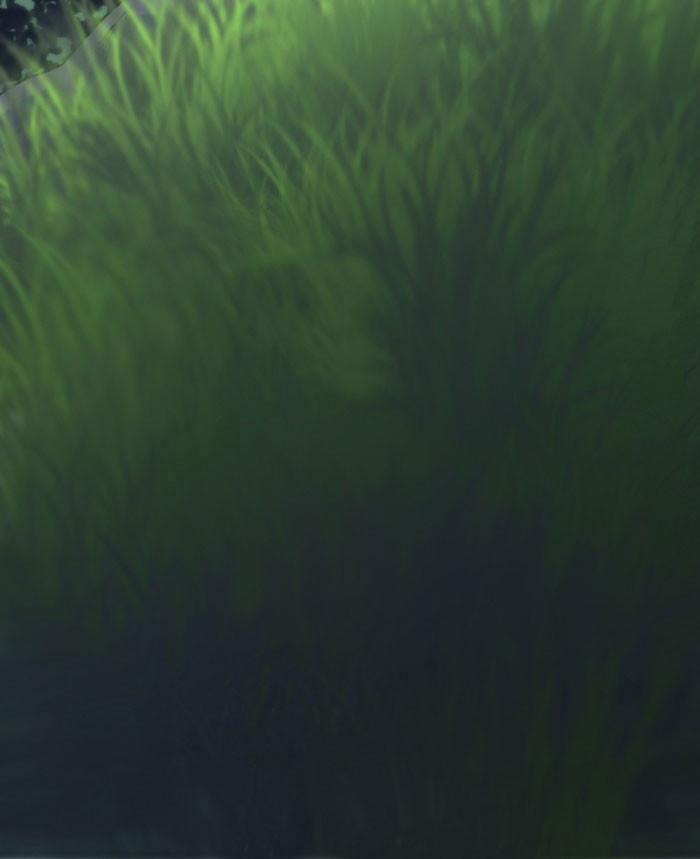 Cô Dâu Của Hoàng Tử Rồng 1.5 trang 20