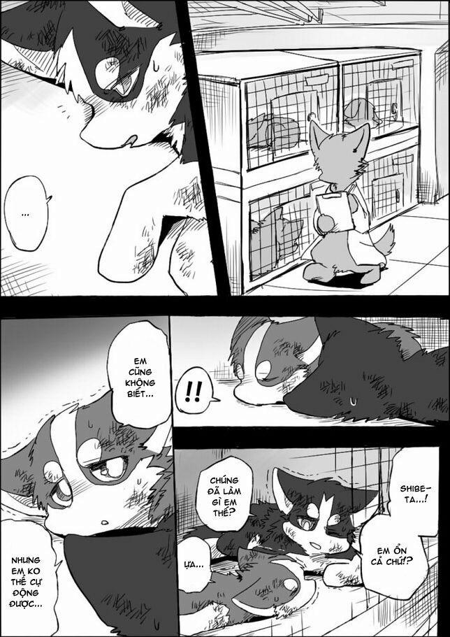 Helper Shibeta 5 trang 22