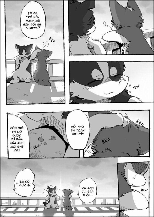 Helper Shibeta 5 trang 43