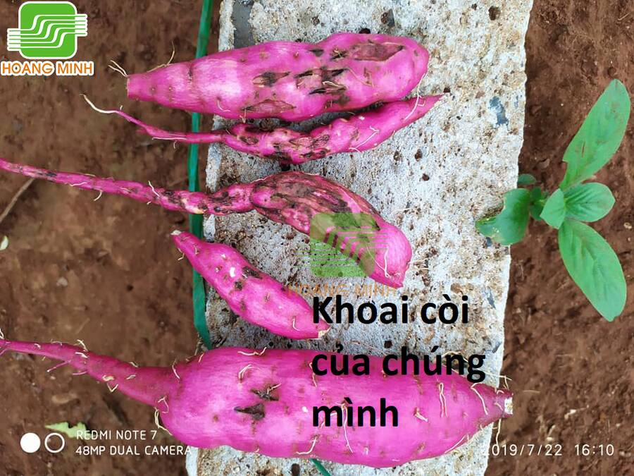 Hổ Đến Chơi Nhà 100 trang 75