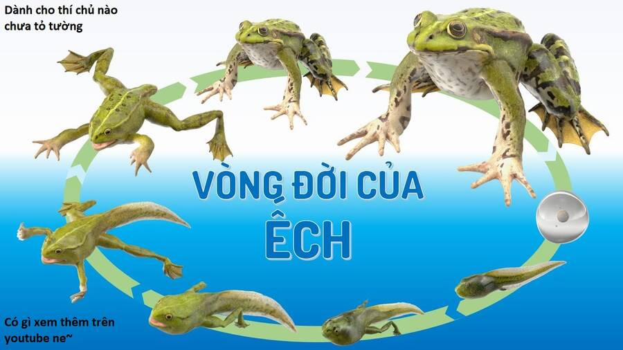 Hổ Đến Chơi Nhà 101 trang 95