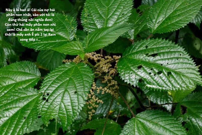 Hổ Đến Chơi Nhà 117 trang 98