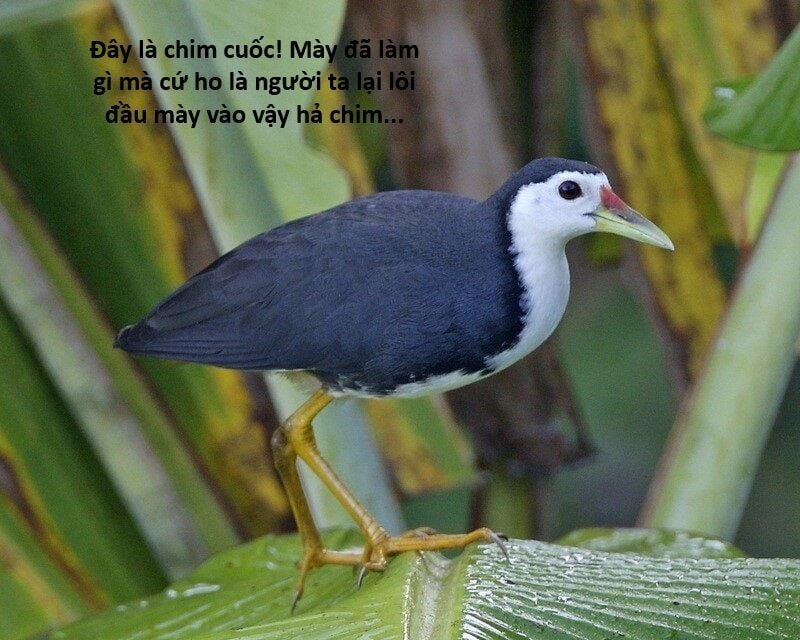 Hổ Đến Chơi Nhà 119 trang 91