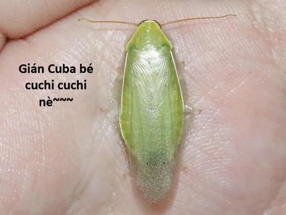 Hổ Đến Chơi Nhà 121 trang 49