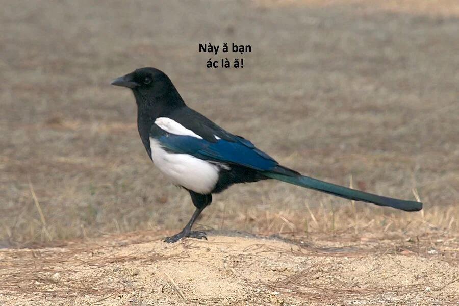 Hổ Đến Chơi Nhà 121 trang 50