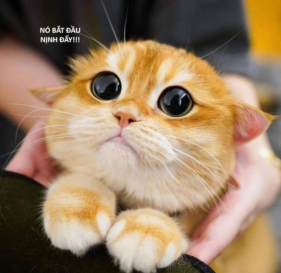 Hổ Đến Chơi Nhà 124 trang 55