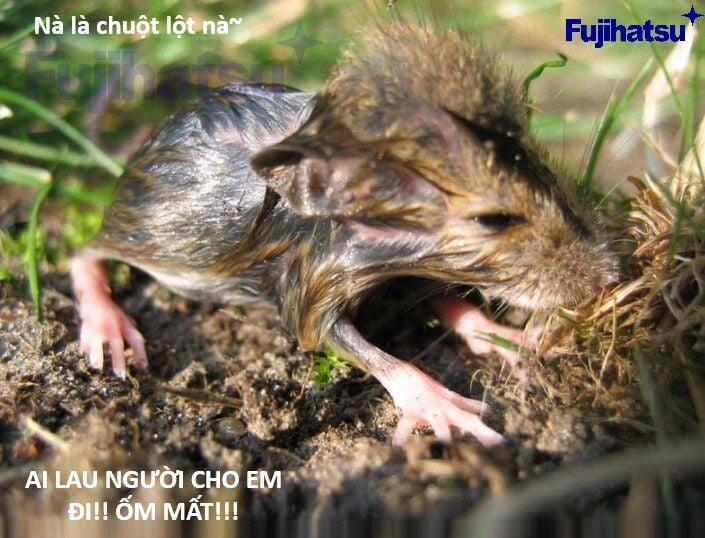 Hổ Đến Chơi Nhà 128 trang 98