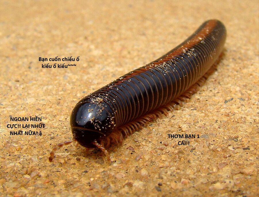 Hổ Đến Chơi Nhà 130 trang 109