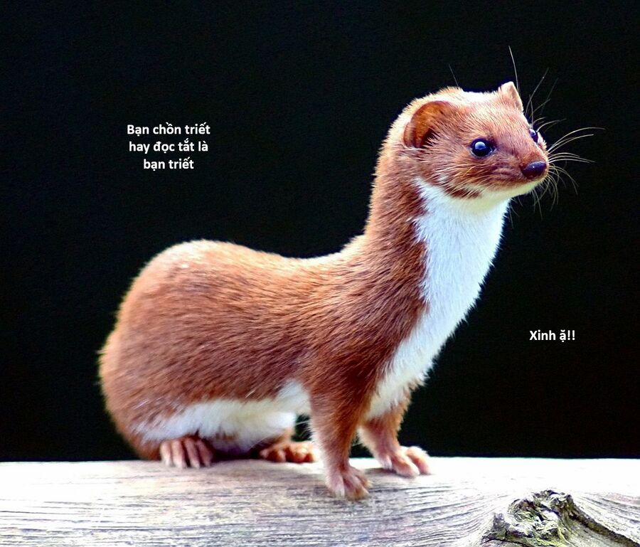 Hổ Đến Chơi Nhà 130 trang 112