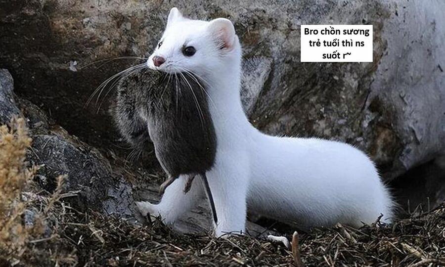 Hổ Đến Chơi Nhà 130 trang 113