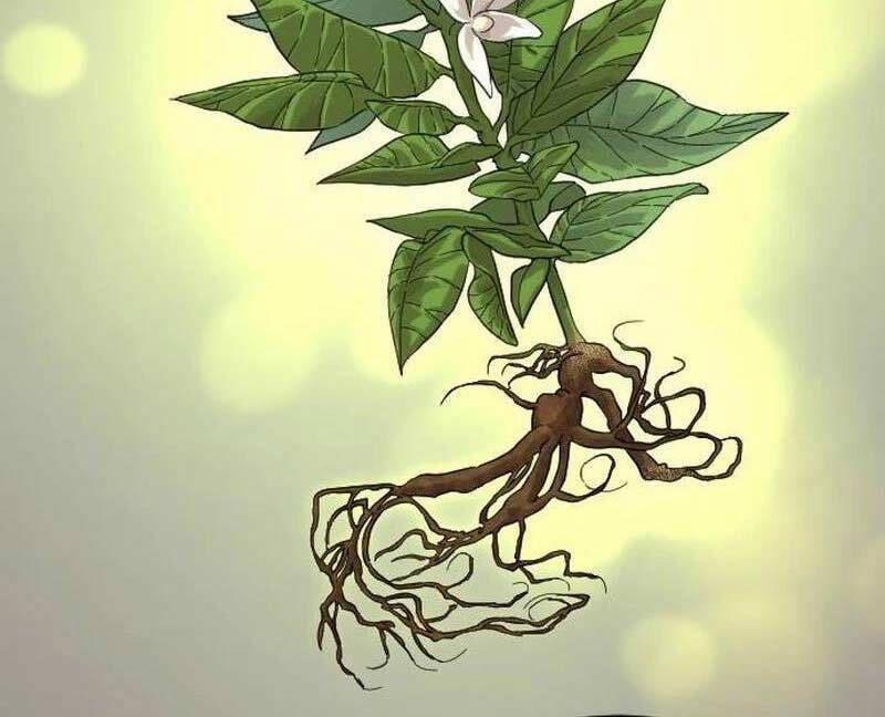 Hoa Sơn Tái Xuất | Hoa Sơn Tái Khởi 115 trang 14