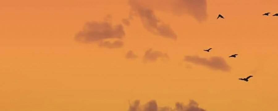 Hoa Sơn Tái Xuất | Hoa Sơn Tái Khởi 31 trang 141