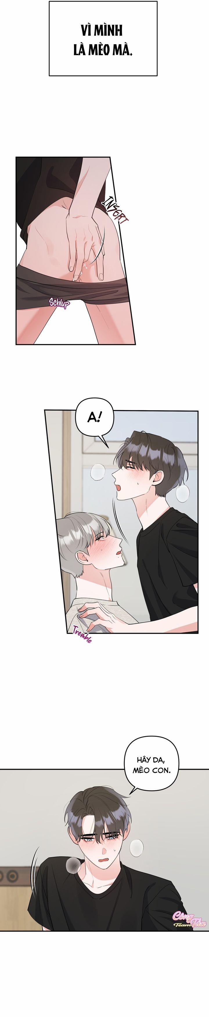 Không Phải Con Mèo Đó, Mà Là Con Mèo Này Này! 4 trang 7