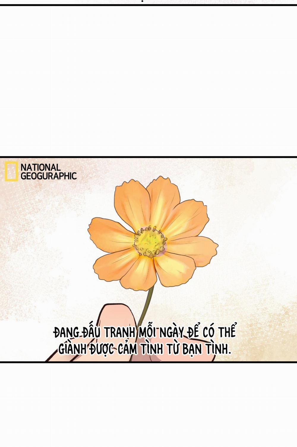 Mật Gấu 31 trang 8