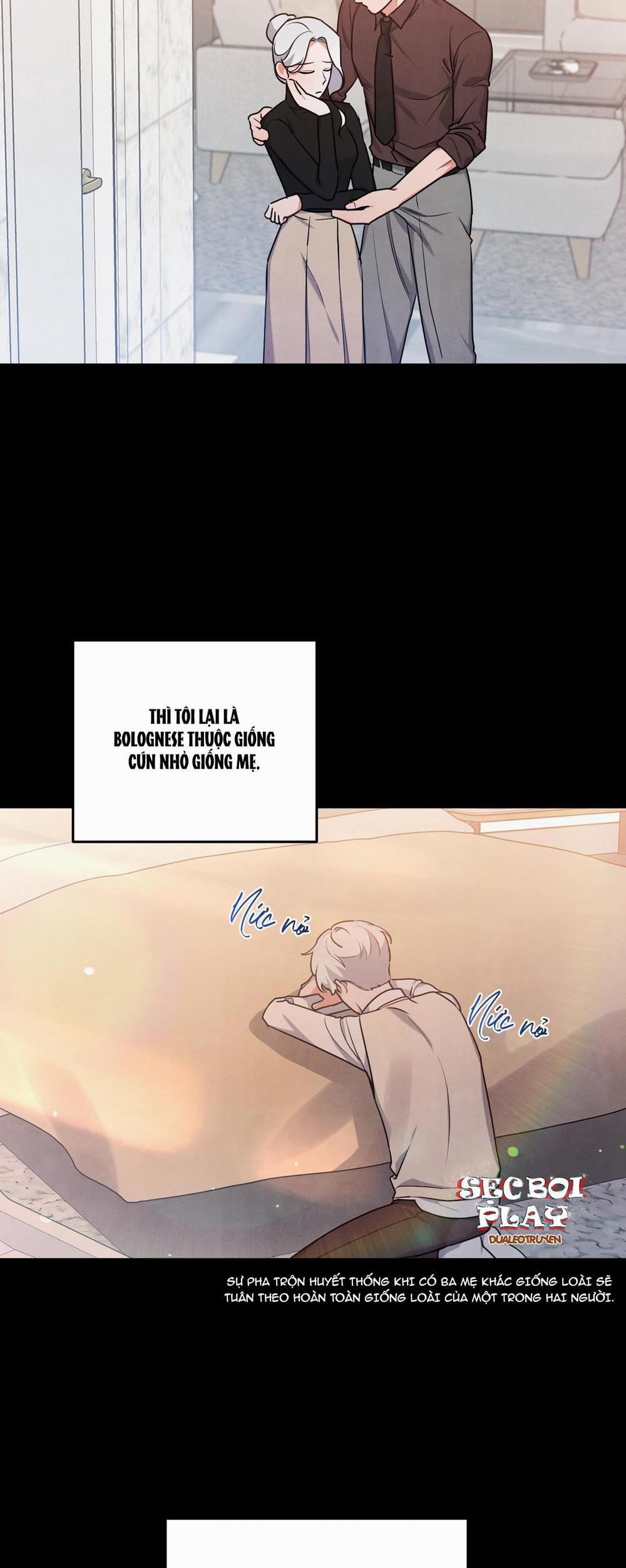 Mối Quan Hệ Giữa Chó Và Cún 21 trang 11