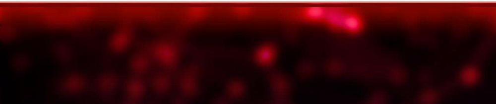 Người Trong Gương 14 trang 12