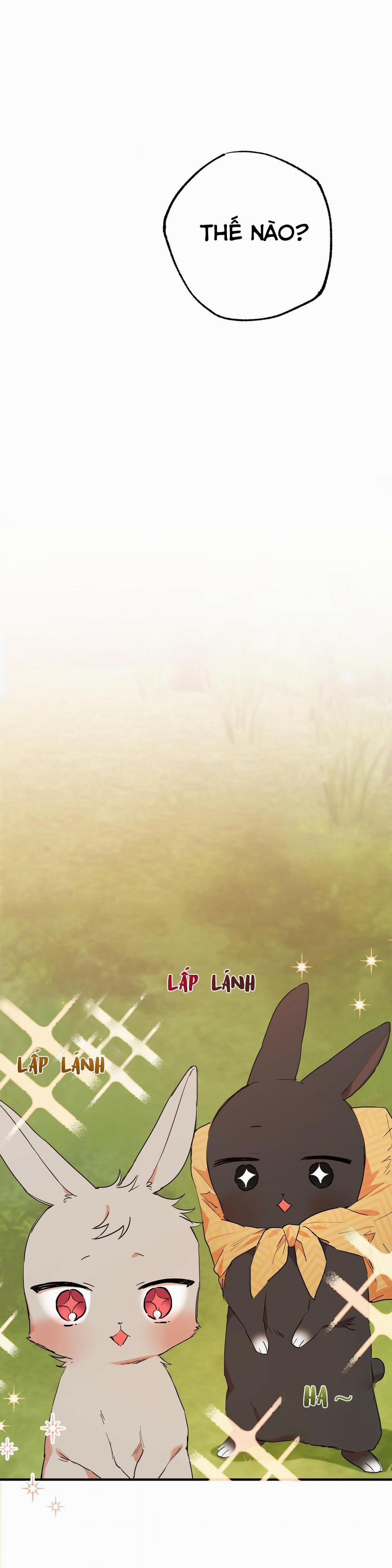 Những Chú Thỏ Của Habibi 10 trang 24