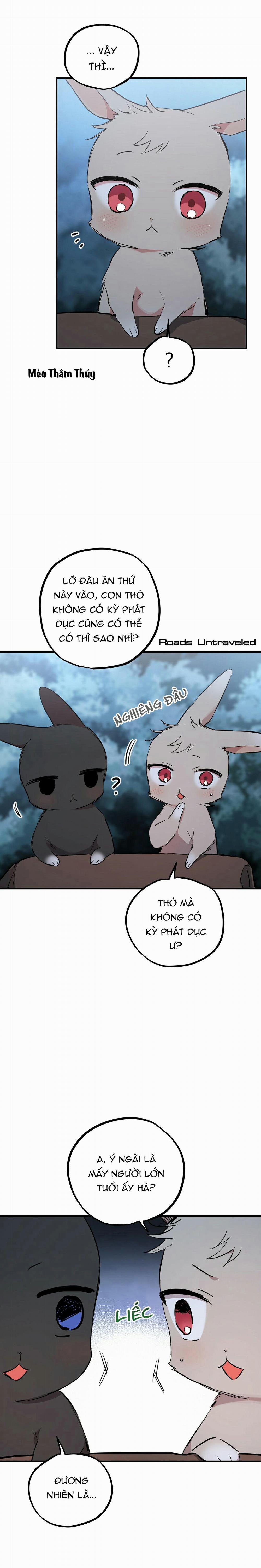 Những Chú Thỏ Của Habibi 20 trang 5