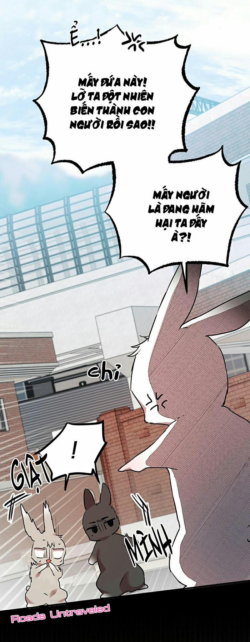 Những Chú Thỏ Của Habibi 3 trang 56