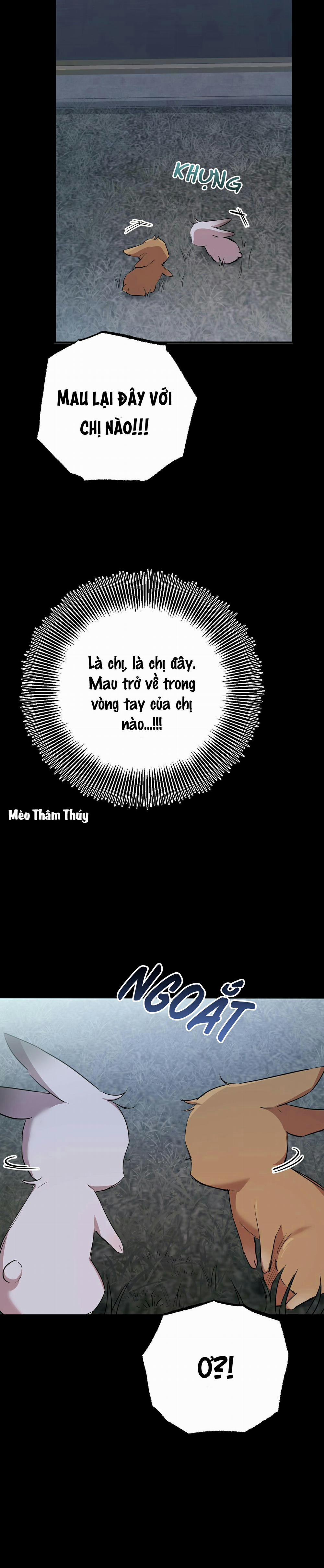 Những Chú Thỏ Của Habibi 31 trang 32