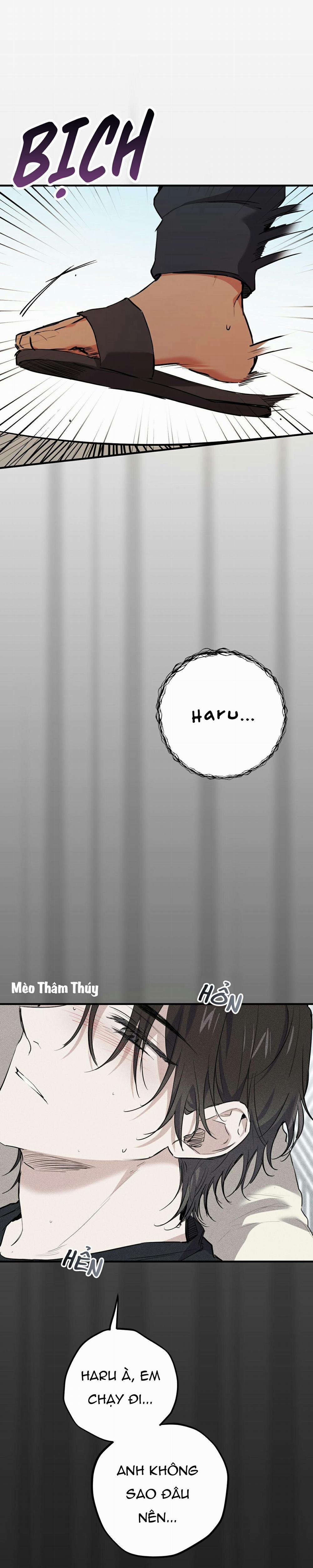 Những Chú Thỏ Của Habibi 37 trang 0