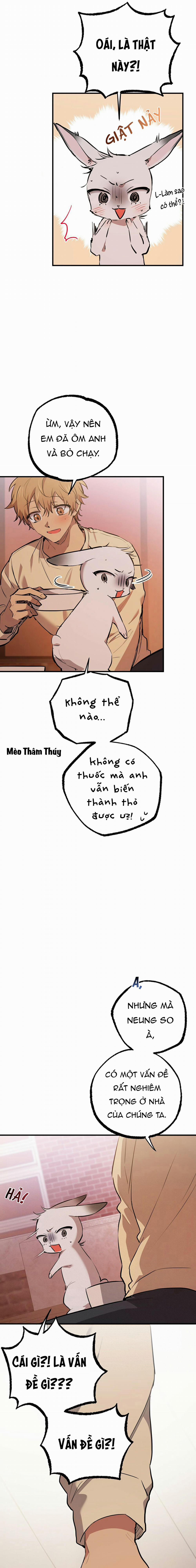 Những Chú Thỏ Của Habibi 37 trang 14