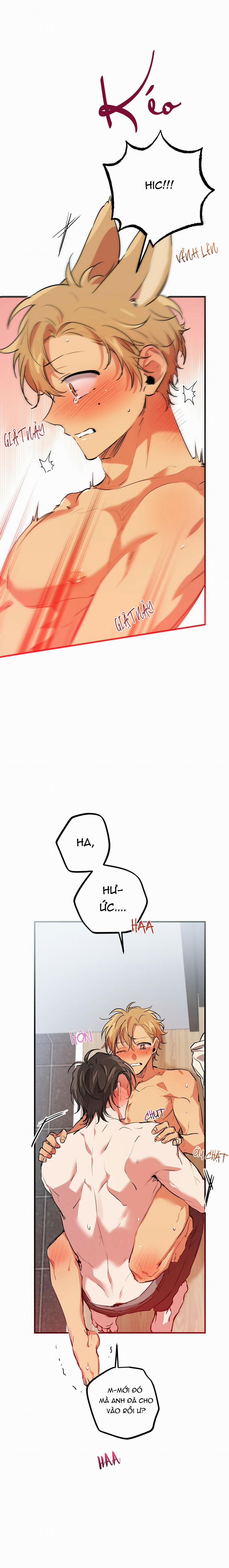 Những Chú Thỏ Của Habibi 43 trang 11