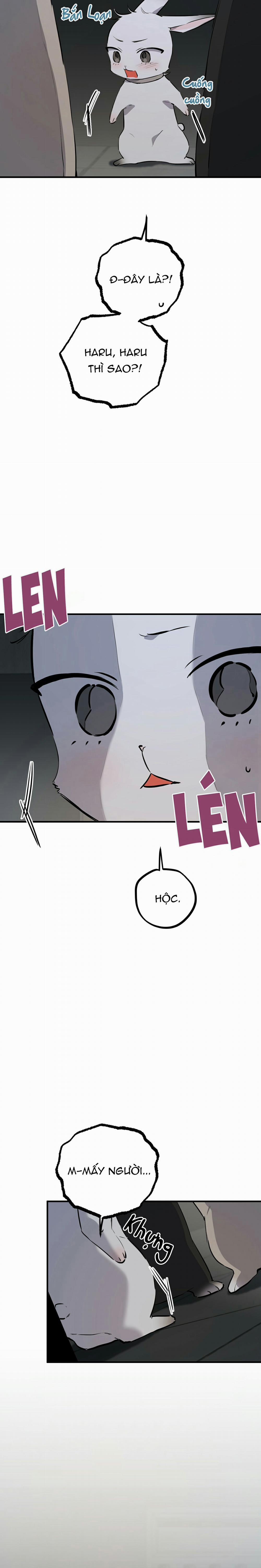 Những Chú Thỏ Của Habibi 46 trang 1