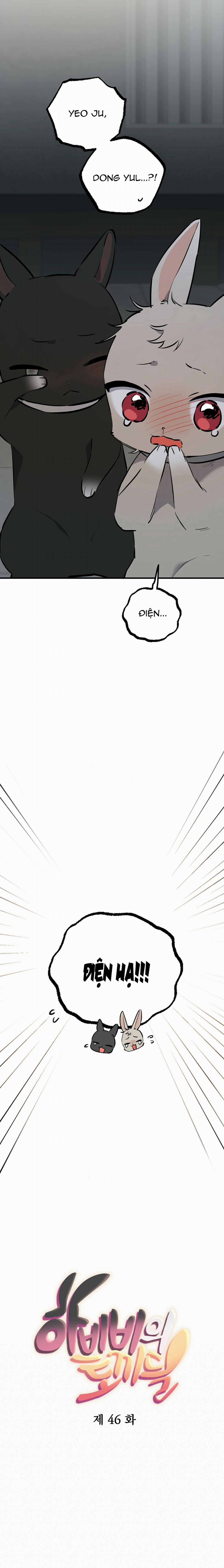 Những Chú Thỏ Của Habibi 46 trang 2