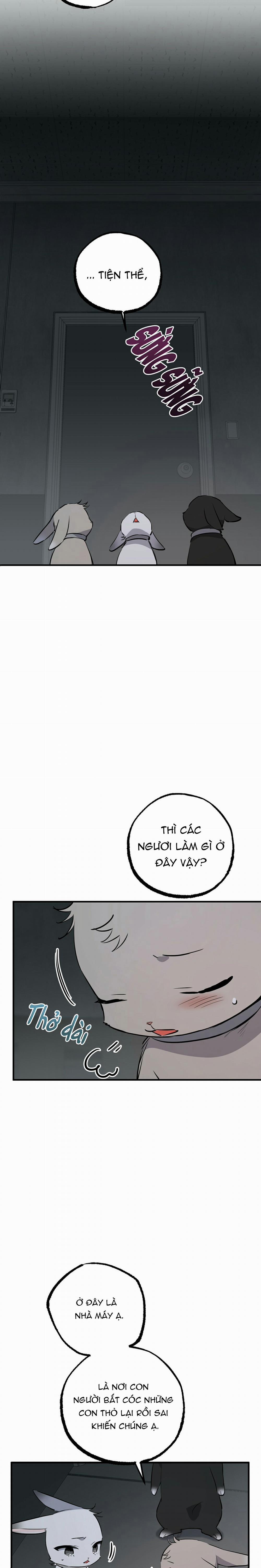 Những Chú Thỏ Của Habibi 46 trang 5