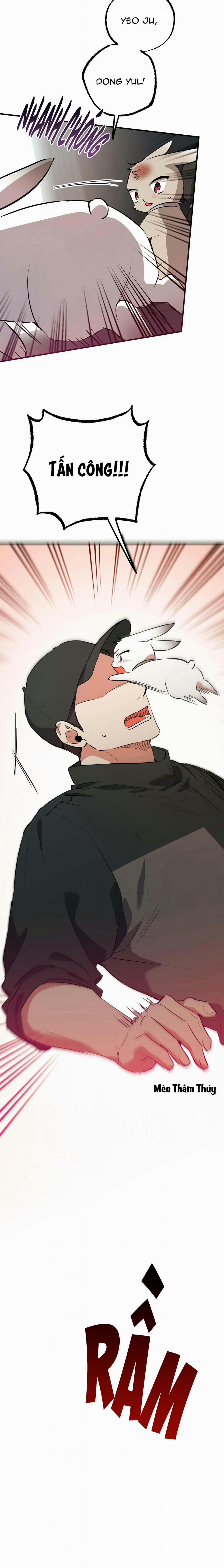 Những Chú Thỏ Của Habibi 47 trang 6