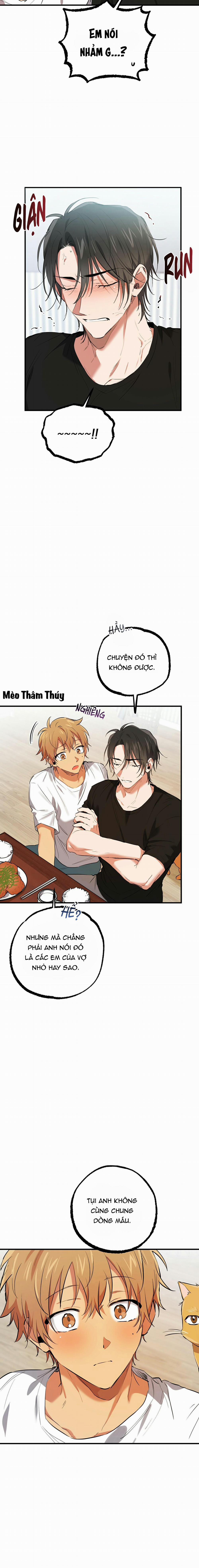 Những Chú Thỏ Của Habibi 51 trang 13