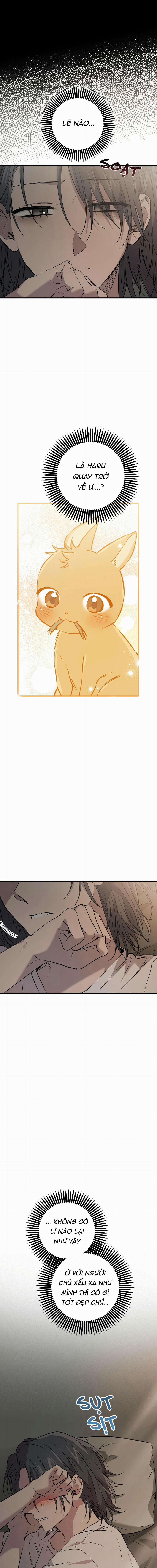 Những Chú Thỏ Của Habibi 56 trang 1