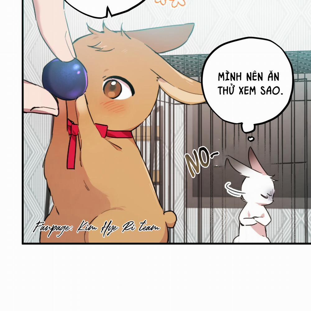 Những Chú Thỏ Của Hapypy 2 trang 126