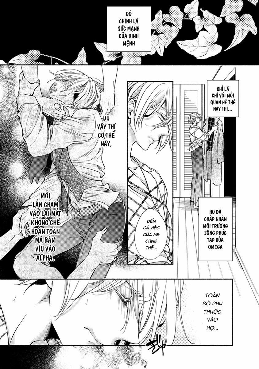 Omega Giả Vờ KIên Cường Đó Là Bạn Tình Của Tôi 4 trang 4