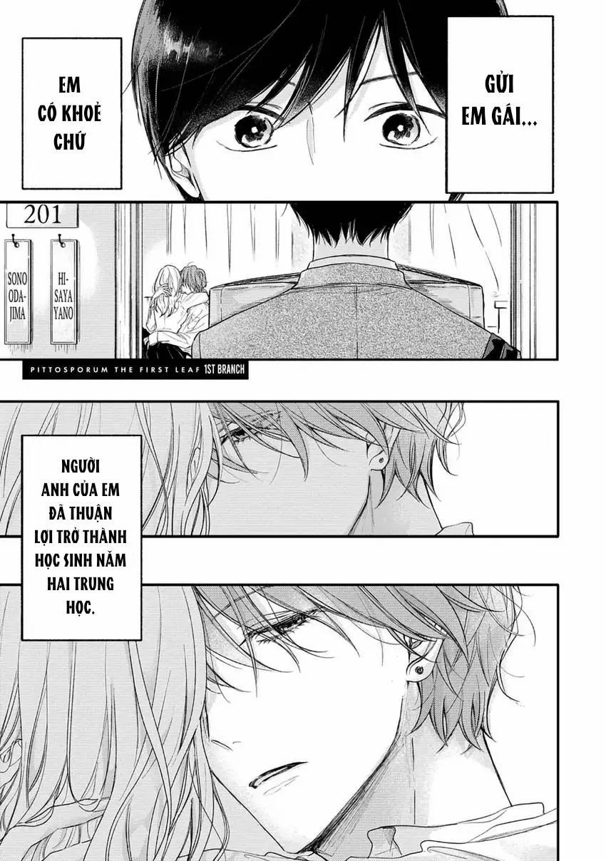 Pittosporum-Shino Makami 1 trang 1