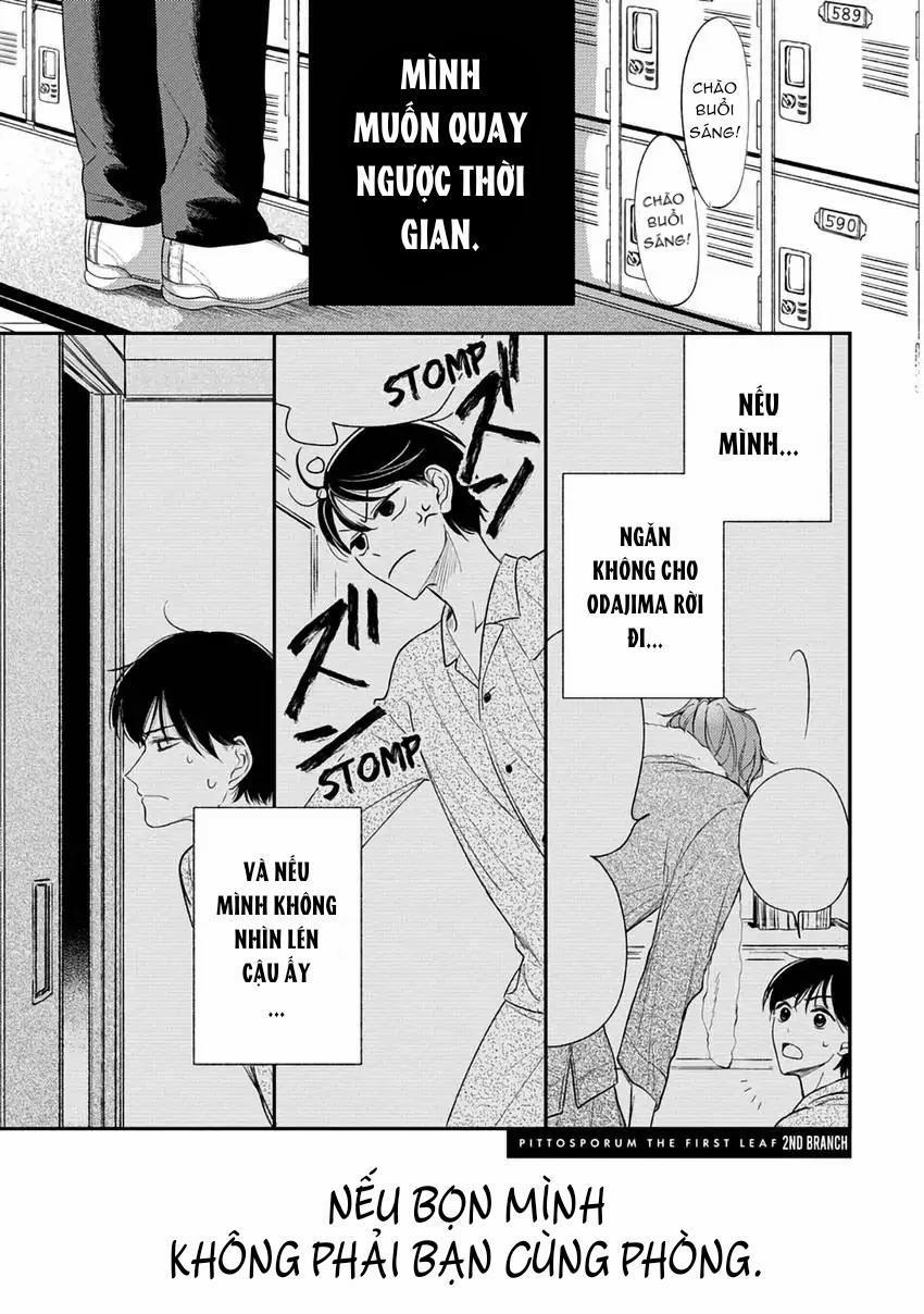 Pittosporum-Shino Makami 2 trang 0