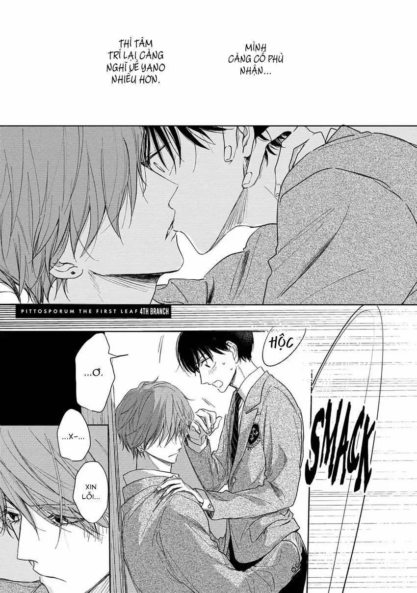 Pittosporum-Shino Makami 5 trang 0