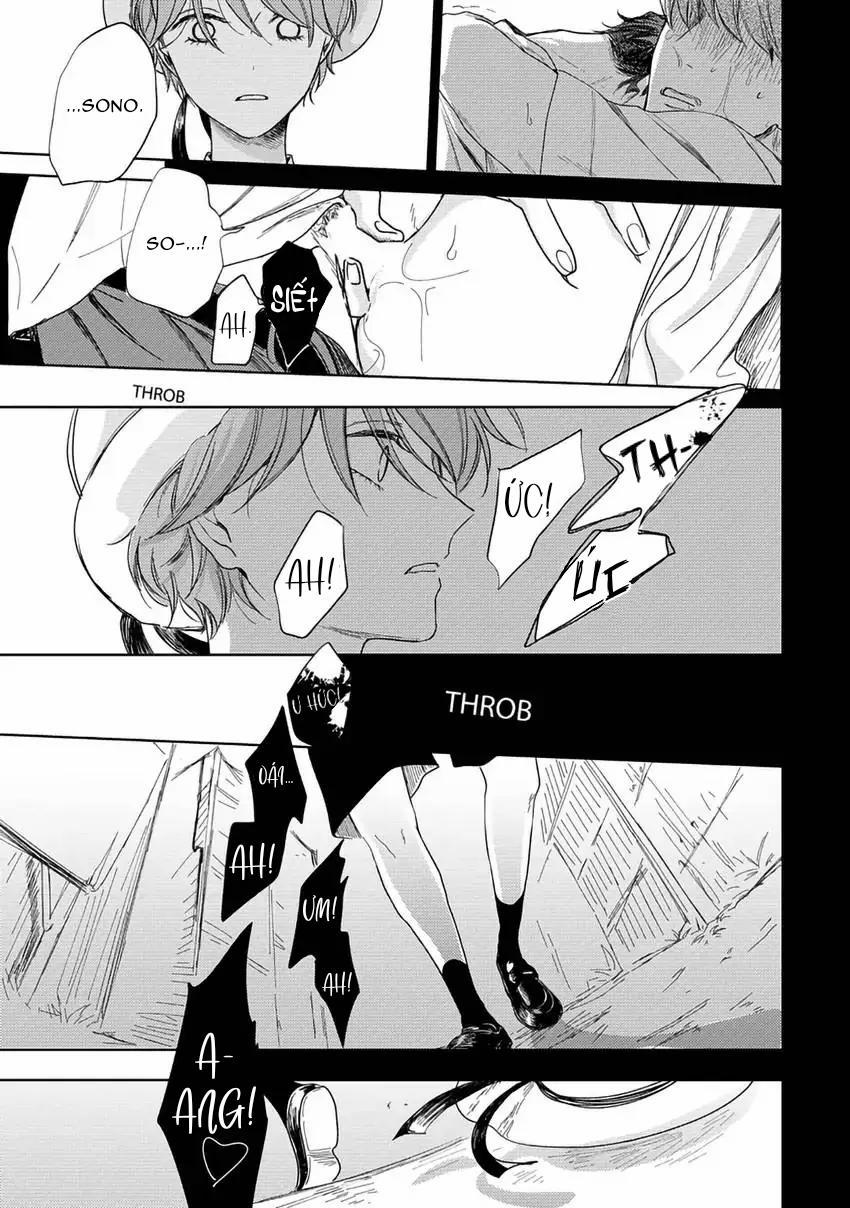 Pittosporum-Shino Makami 5 trang 16