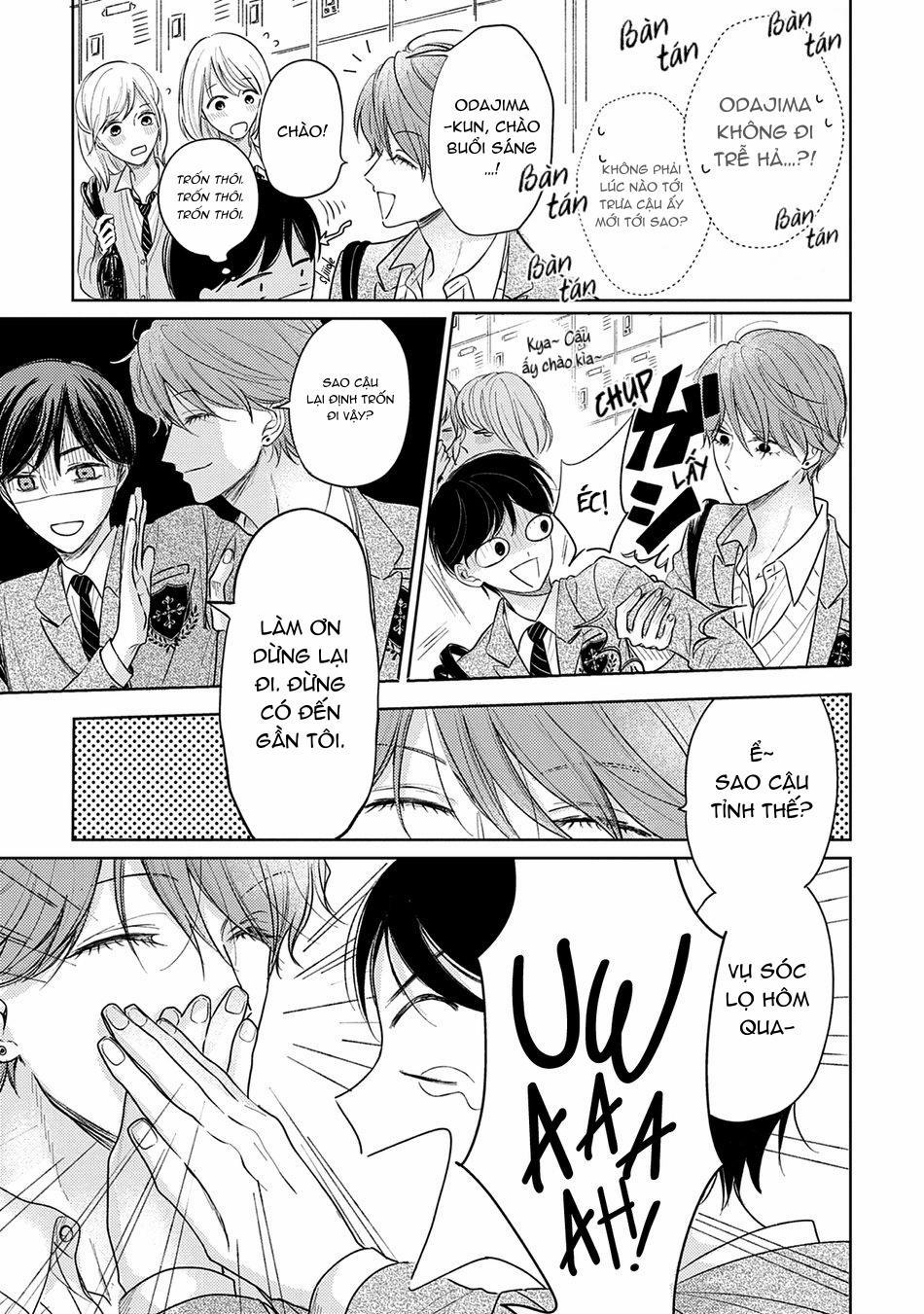 Pittosporum 2 trang 4