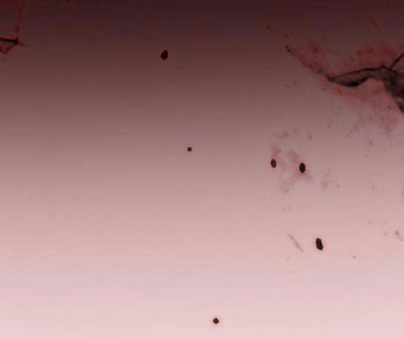 Serena 43.2 trang 16