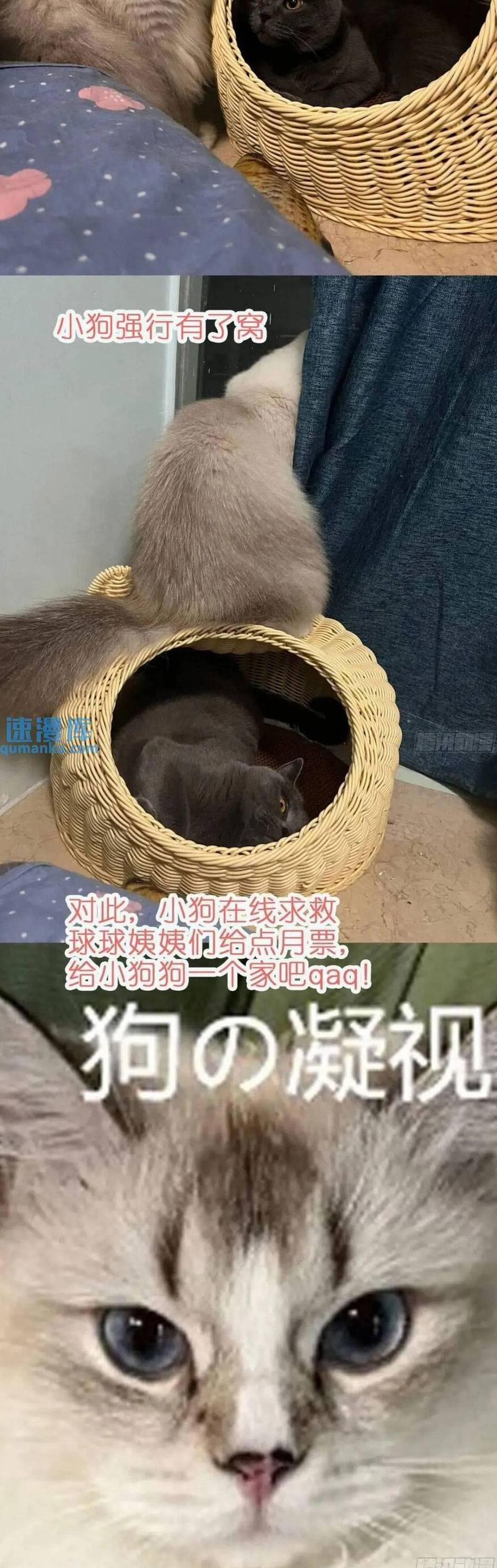 Thú Thế Ngọt Sủng, Tôi Ở Dị Giới Làm Vũ Thần 40 trang 29