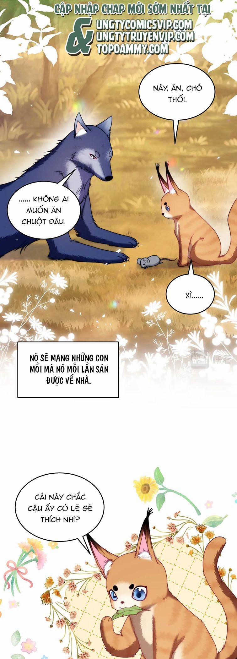 Tiểu Dã Miêu Của Học Bá Thật Trêu Người 80 trang 17