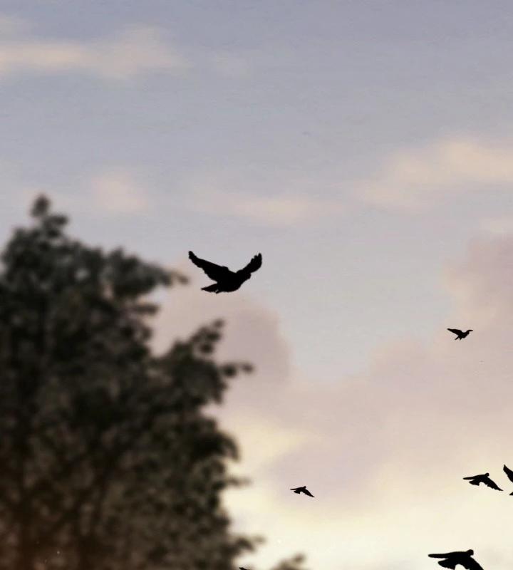 Tiểu Đệ Tử Của Võ Lâm Minh Chủ 1 trang 274