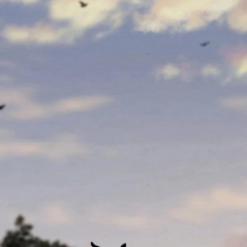 Tiểu Đệ Tử Của Võ Lâm Minh Chủ 2 trang 1